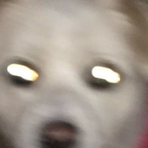 Meet your Posher, Leland